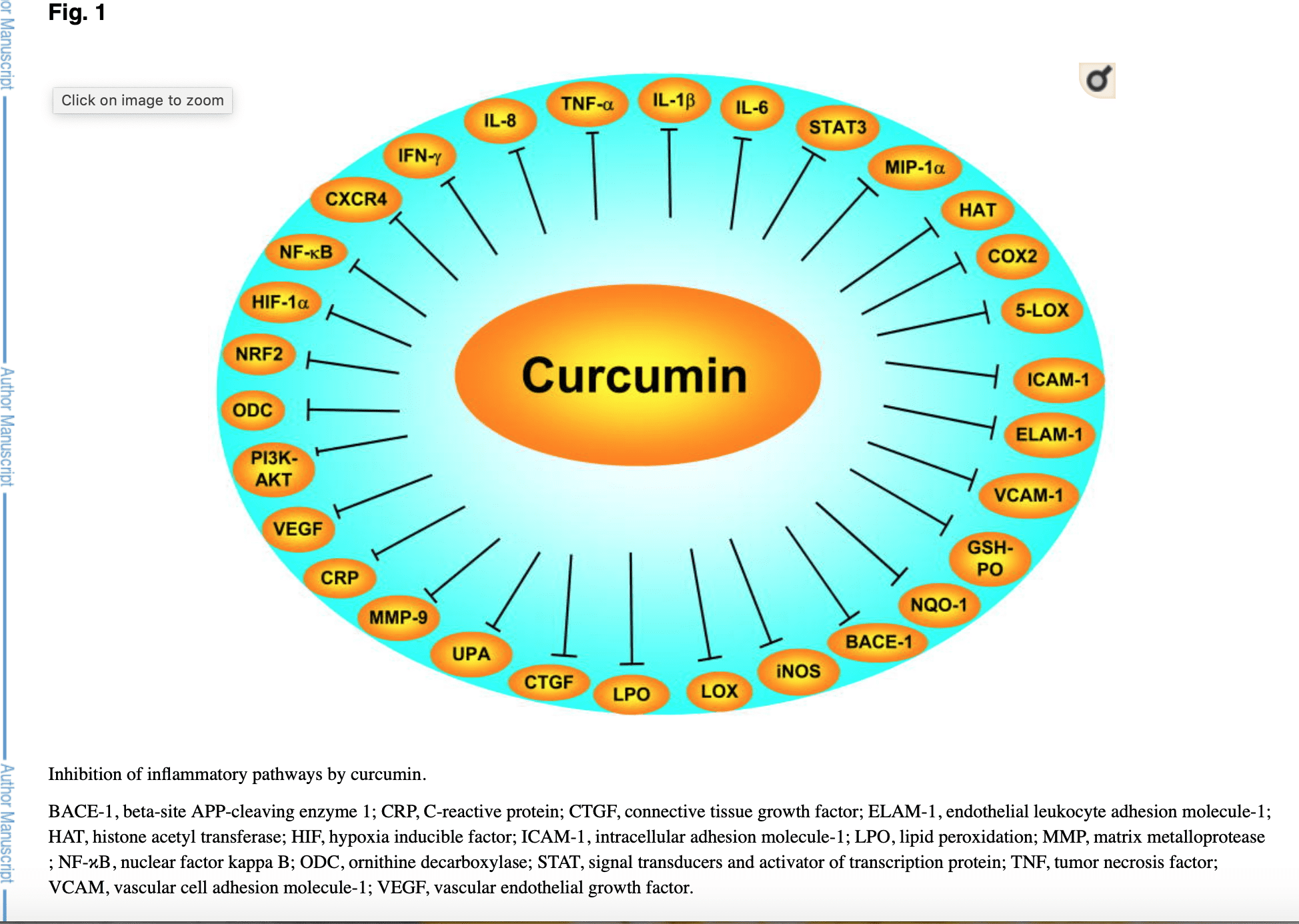 Curcumine inhibitie ontsteking-pathways